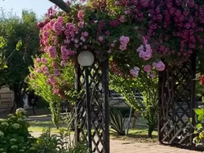 Отель Папа