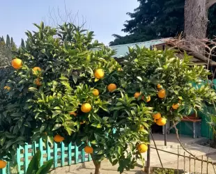 Цитрон