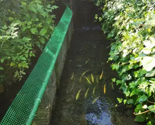 Гостевой дом Форелька